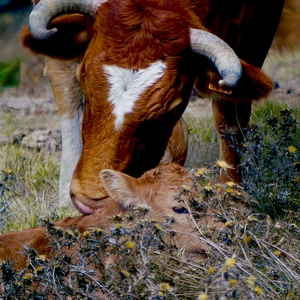 Une vache lèche son veau - Corse  - collection de photos clin d'oeil, catégorie animaux